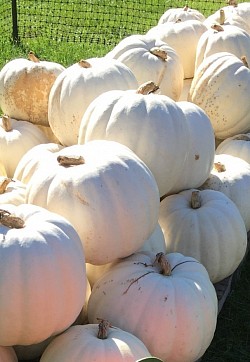 Large White Pumpkins