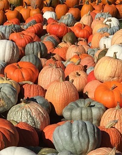 Ornamental Pumpkins