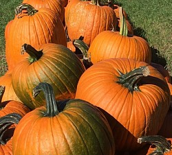 Large Pumpkins