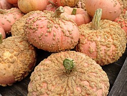 Warty Pumpkins