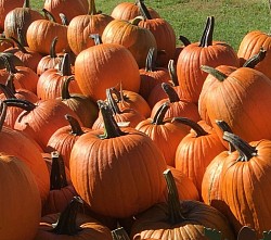 Medium to Large Pumpkins