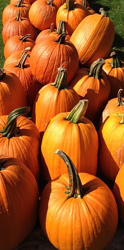 Our Pumpkins