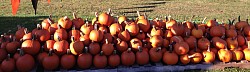 Pie Pumpkins